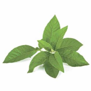 Nature’s Secrets Vasaka (Adhathoda) 50g